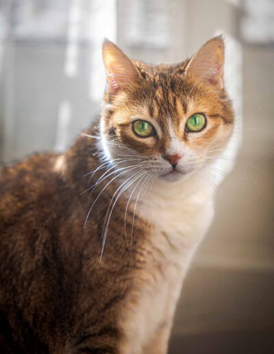 shooting animaux de compagnie