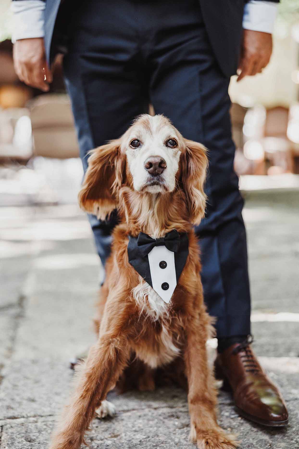 Le chien des mariés habillé pour le mariage Chien portant un petit costume noir et blanc pendant le mariage